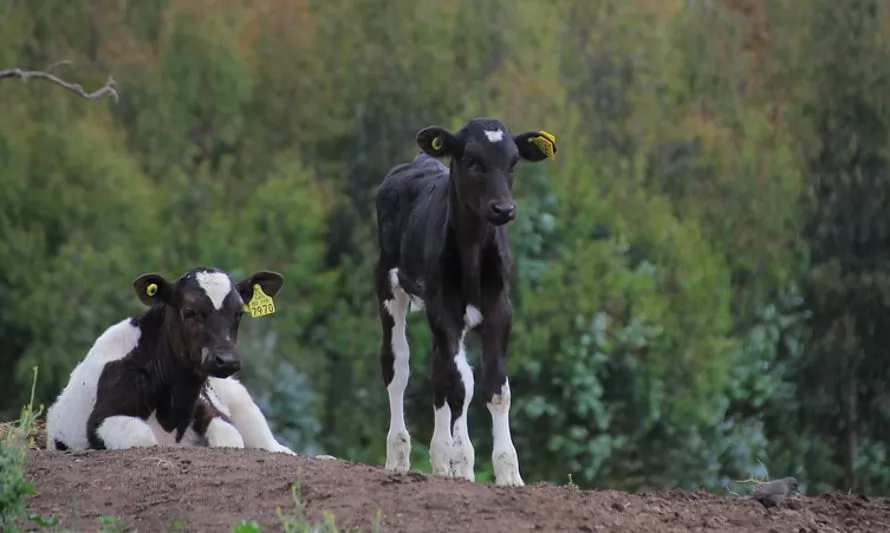 SAG y GORE Los Lagos culminan Programa FNDR de Apoyo a la Erradicación de la Brucelosis Bovina