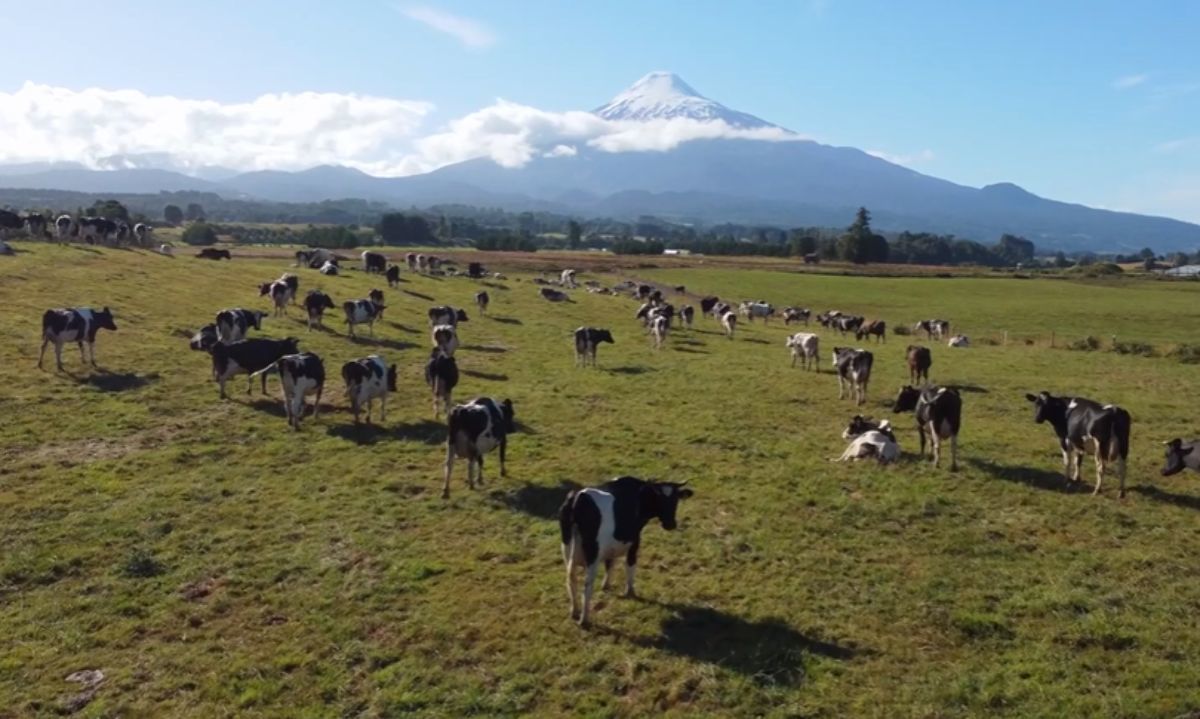 Este miércoles 26 de junio parte Congreso Chilelácteo en Osorno