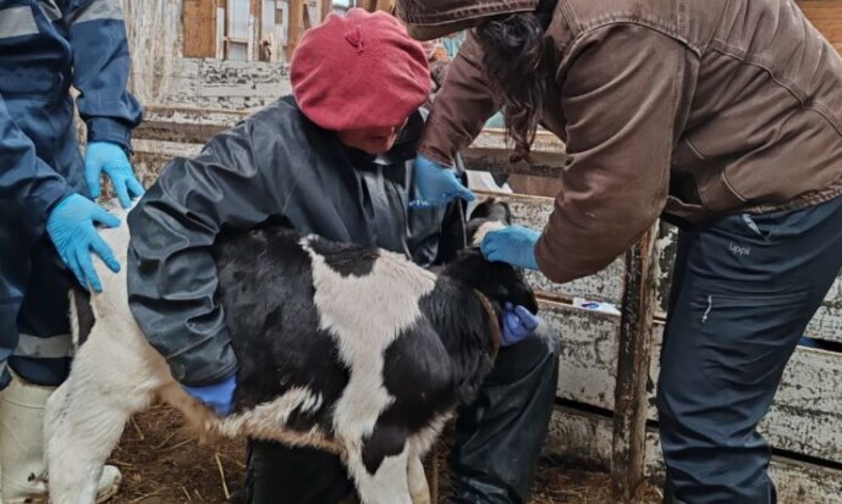 Profesionales de ganadería de INIA avanzan en certificación en bienestar animal