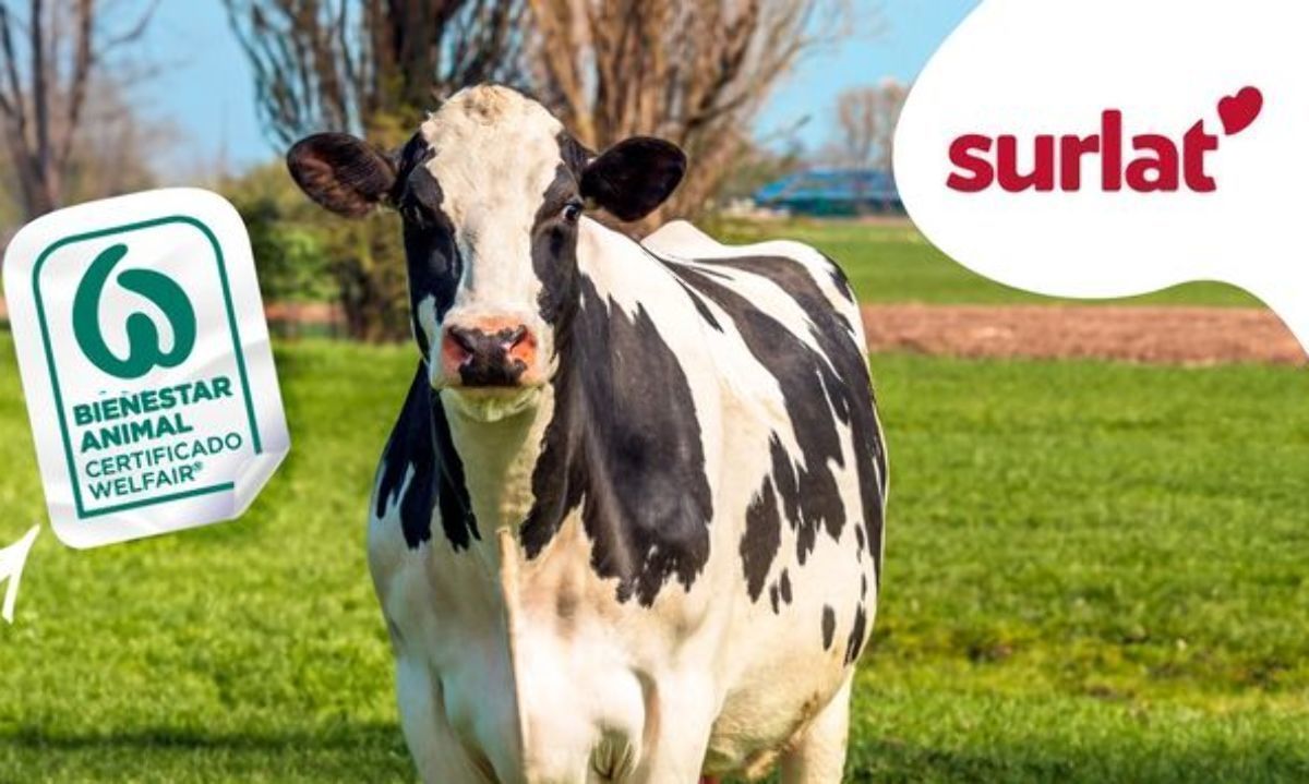 100% de productores de FuturoLac que entregan leche a Surlat se certifican en bienestar animal