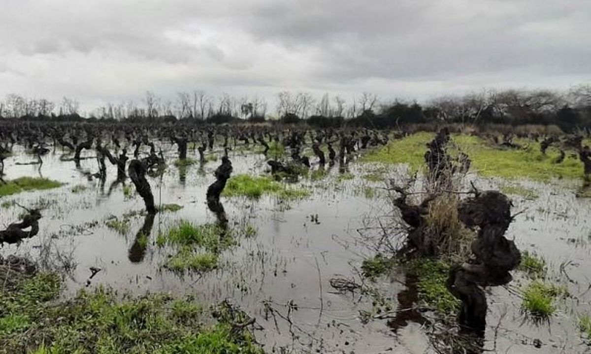 Desde Ministerio de Agricultura recuerdan que existe un procedimiento de denuncias ante siniestros