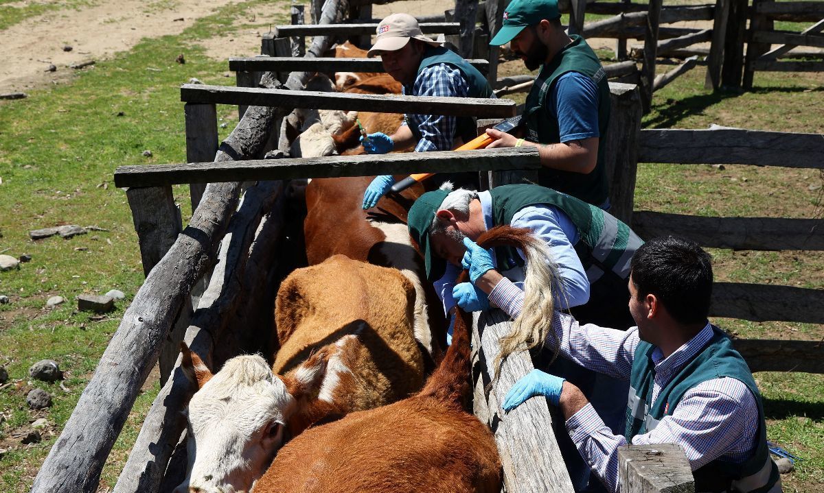 Chile busca ser el primer país de Latinoamérica en erradicar la brucelosis bovina