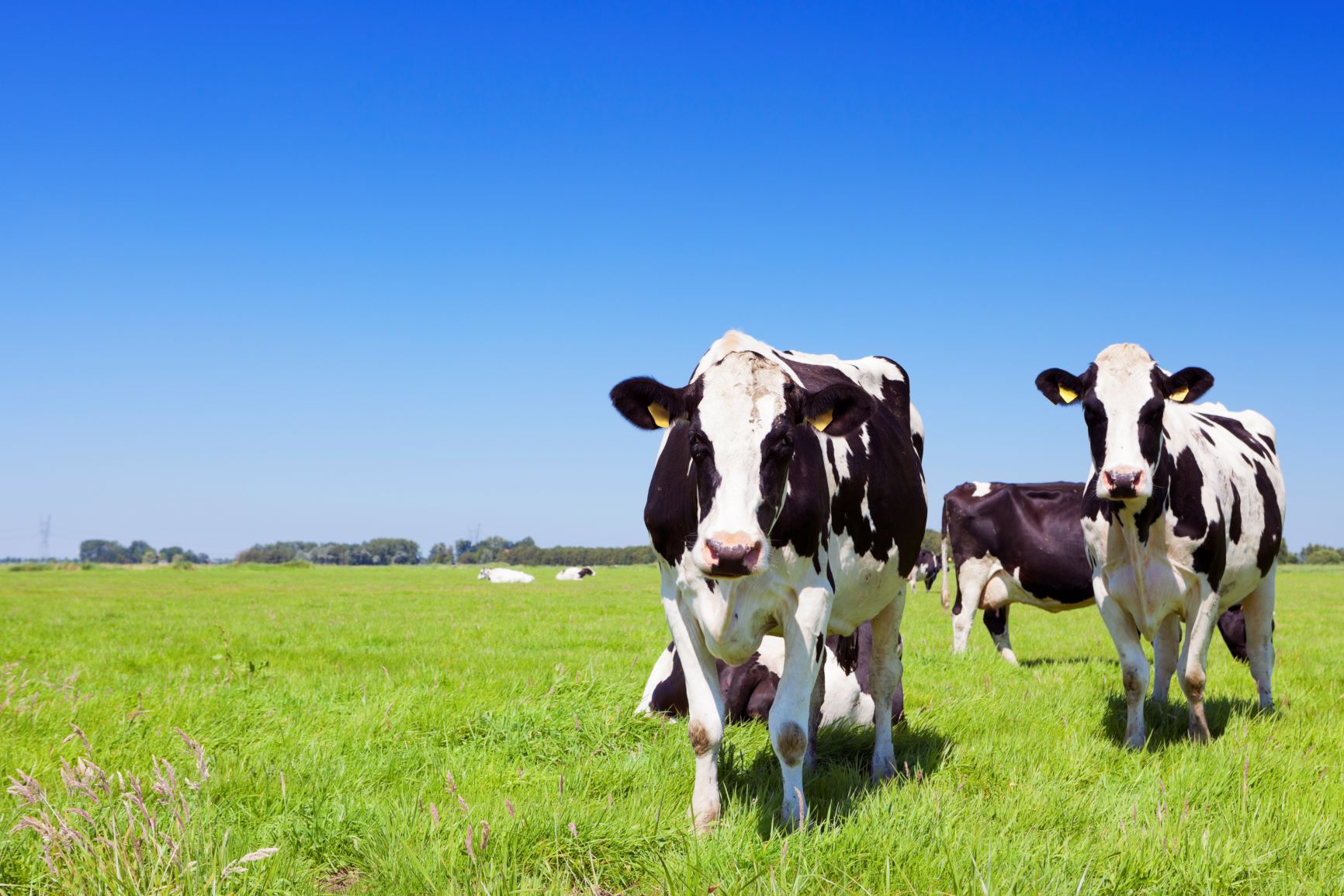 La producción mundial de leche muestra una variación de un 0,7% entre enero y septiembre 2021