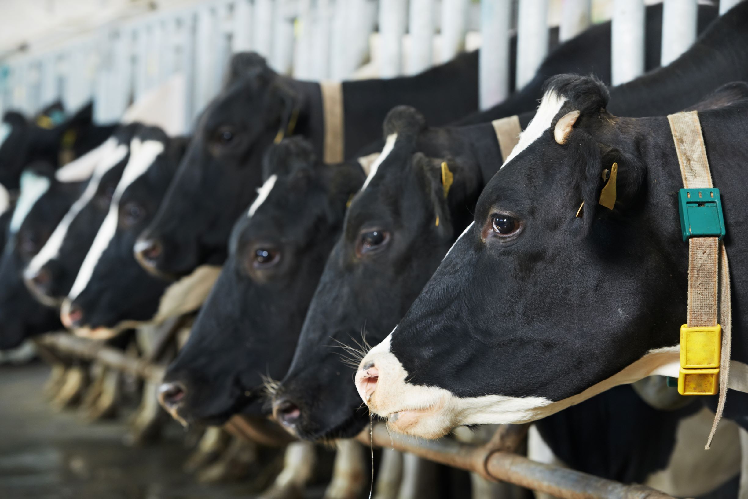 Referentes mundiales muestran bajas significativas en producción de leche